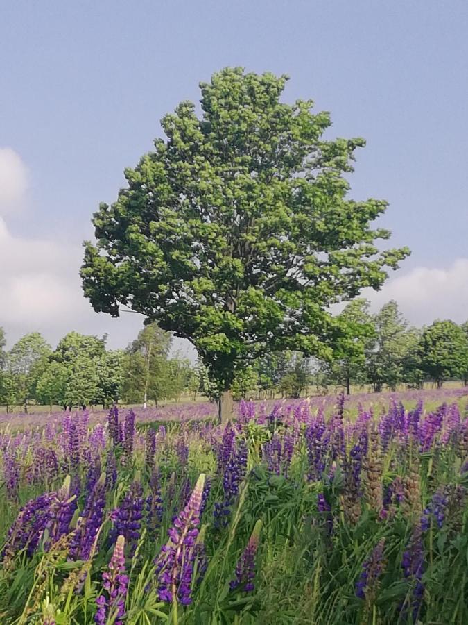 Farm stay Gosciniec Sliwkowy Sad Miedzylesie (Silesia)